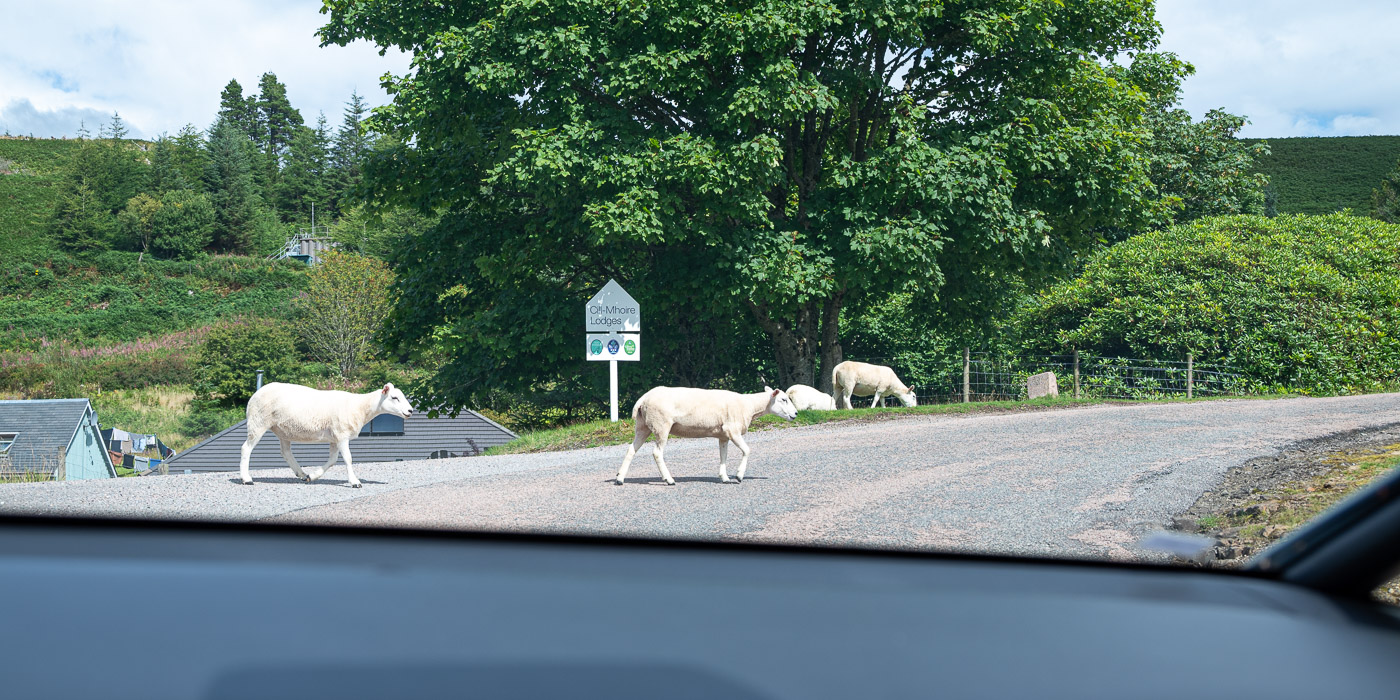 Sheep causing a traffic jam on the Isle of Mull