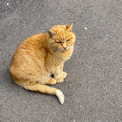 Tobermory cat