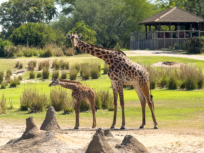 Kilimanjaro Safari