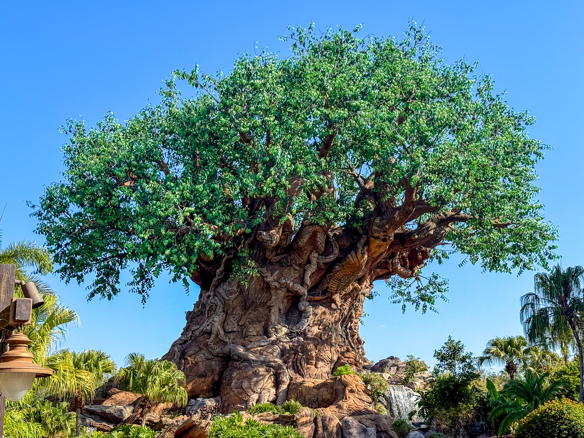 Tree of Life in Animal Kingdom