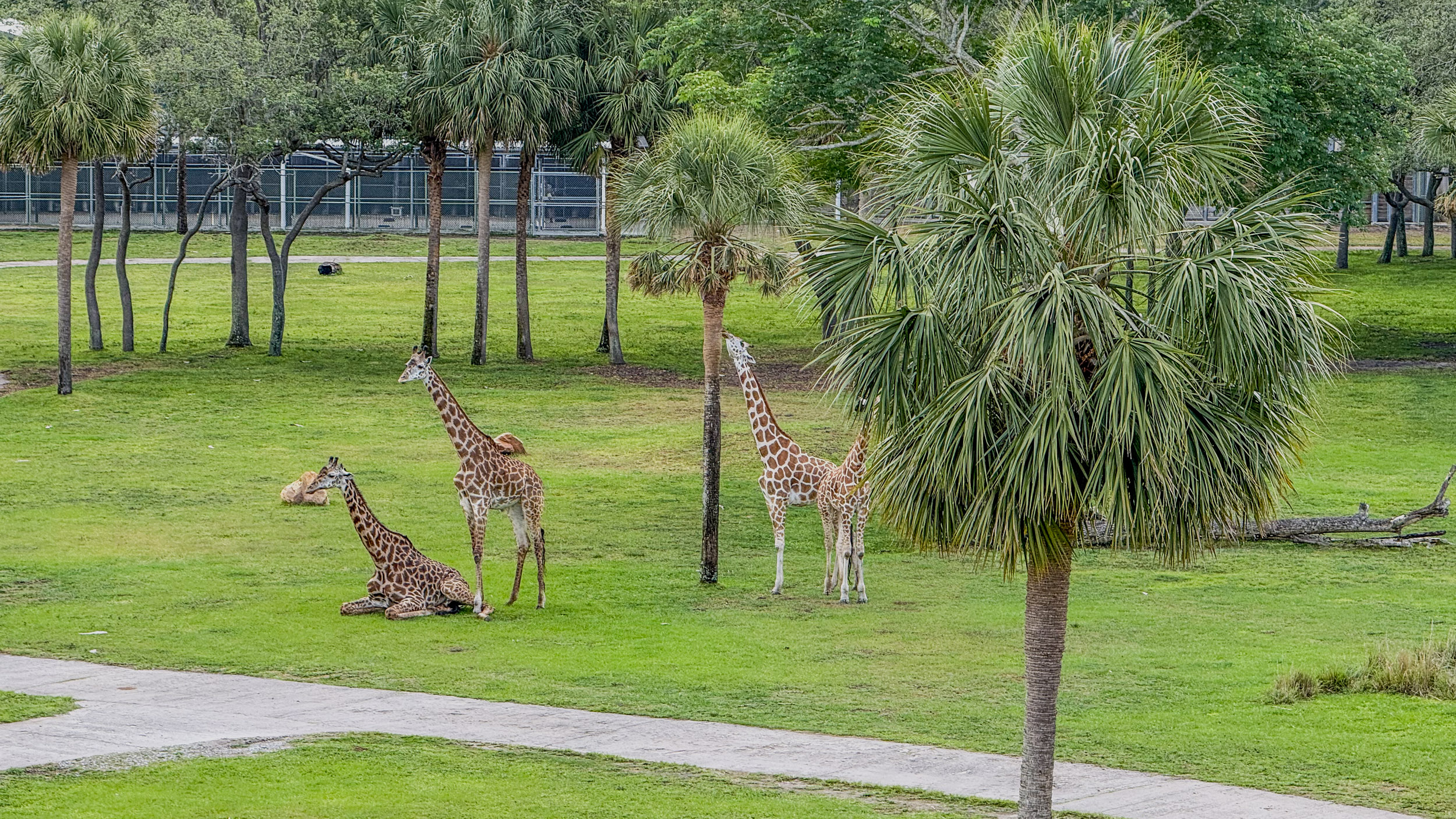 Giraffes from our Savanna view room